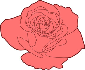 Rose drawing clipart vector design illustration isolated on white background