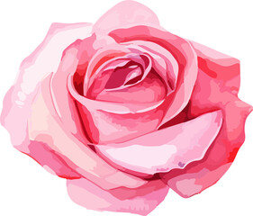Watercolor roses drawing clipart vector design illustration