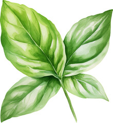 Basil leaf clipart design illustration isolated on white background
