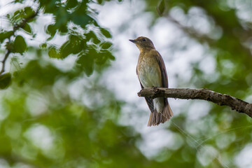 Blue-and-white Flycatcher in Nanhui Beach, Pudong New Area, Shanghai, China.