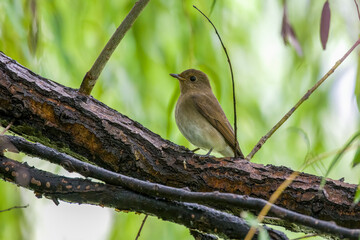 Blue-and-white Flycatcher in Nanhui Beach, Pudong New Area, Shanghai, China.