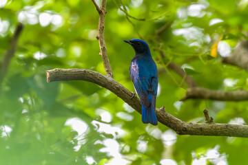 Blue-and-white Flycatcher in Nanhui Beach, Pudong New Area, Shanghai, China.