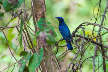 Blue-and-white Flycatcher in Nanhui Beach, Pudong New Area, Shanghai, China.