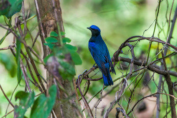 Blue-and-white Flycatcher in Nanhui Beach, Pudong New Area, Shanghai, China.
