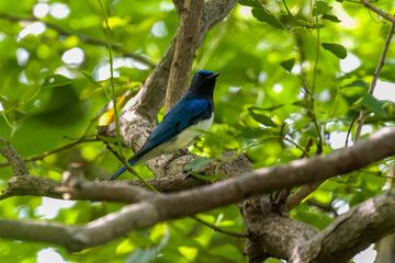 Blue-and-white Flycatcher in Nanhui Beach, Pudong New Area, Shanghai, China.