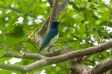 Blue-and-white Flycatcher in Nanhui Beach, Pudong New Area, Shanghai, China.