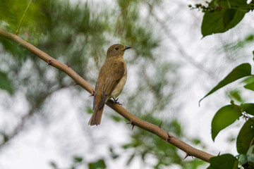 Blue-and-white Flycatcher in Nanhui Beach, Pudong New Area, Shanghai, China.