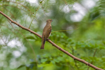 Blue-and-white Flycatcher in Nanhui Beach, Pudong New Area, Shanghai, China.