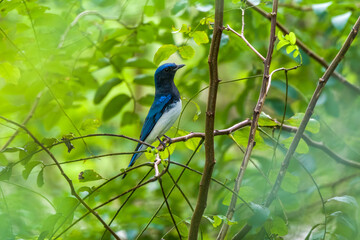 Blue-and-white Flycatcher in Nanhui Beach, Pudong New Area, Shanghai, China.