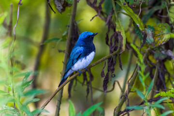 Blue-and-white Flycatcher in Nanhui Beach, Pudong New Area, Shanghai, China.