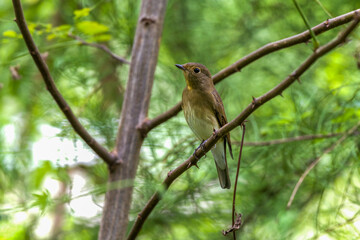 Blue-and-white Flycatcher in Nanhui Beach, Pudong New Area, Shanghai, China.