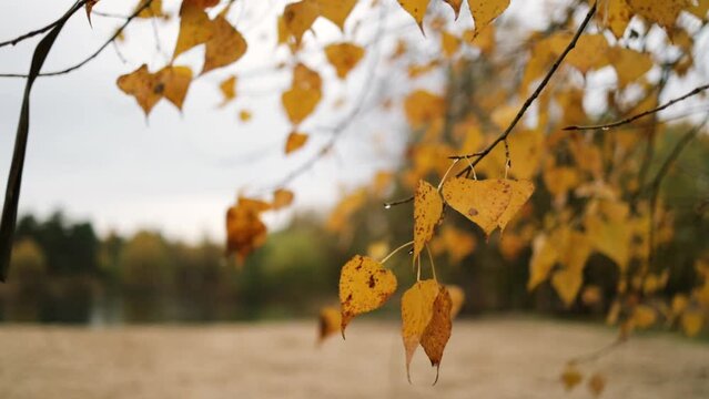 Yellow birch leaves on the background of the autumn landscape and lake