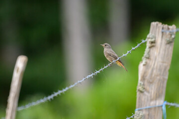 A Black Redstart sitting on a fence