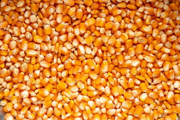 Top view normal shot dry corn seed background
