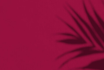 Fototapeta premium Shadow leaf dypsis on Viva Magenta color wall. Viva Magenta color of the year 2023. Monochrome background.