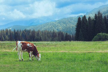 Fototapeta na wymiar Junge Kuh auf Weide frisst Gras