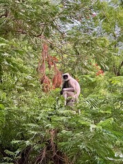 Monkey sitting on a big tree and eating leaves 