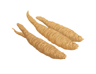 Deodeok vector illustration color drawing art.