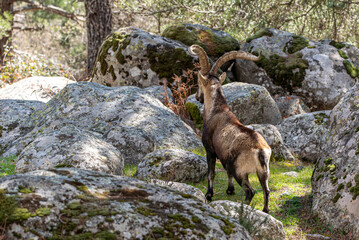 Mountain goat in its habitat, Hispanic goat in the Sierra de Gredos, Ávila, Spain
