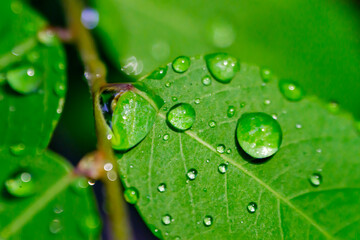 Water drops on leaves, macro style