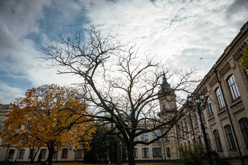 branches of a tree near an ancient building against the sky. Autumn tree