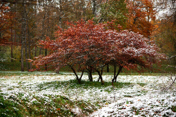 Autumn trees with colorful leaves and white snow