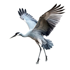 Fototapeta premium crane bird shot, isolated on transparent background cutout