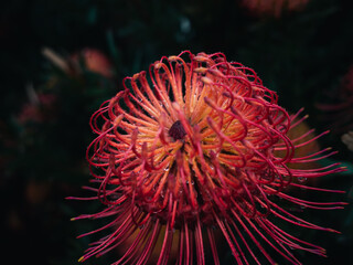 Leucospermum pincushion protea
