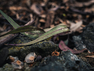 Leaves on the ground