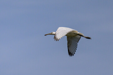 A flying spoonbill on a sunny day in summer