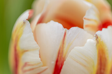 Tulpen im Detail - 671449266