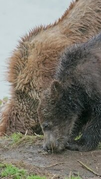A female brown bear and her cubs lie in the grass, Kamchatka, Russia. Vertical video