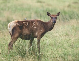 Female red deer stands in a picturesque meadow