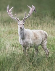 White male fallow deer standing in a green meadow