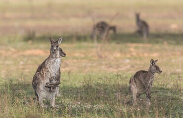 Naklejka na ściany i meble Group of kangaroos in a grassy meadow, Canberra, Australia
