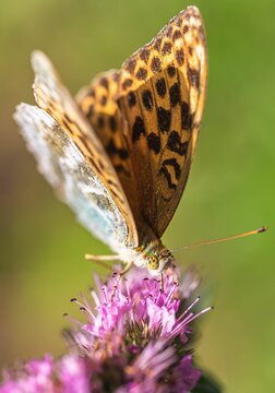 Closeup shot of a high brown fritillary butterfly on a pink flower