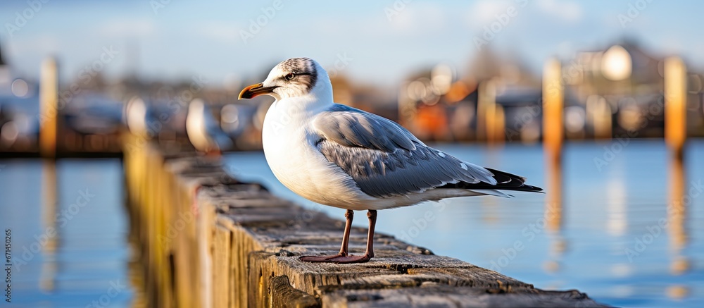 Wall mural Seagull perched on wooden pole in outer harbour with boats in background