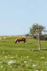 Free-roaming horse on green pasture