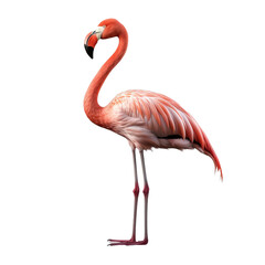 flamingo face shot, isolated on transparent background cutout