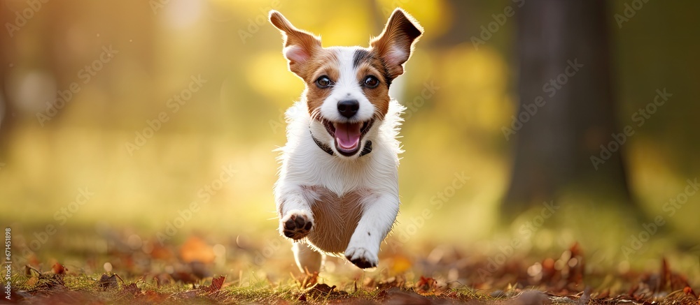 Sticker The Jack Russell Terrier happily grins while frolicking outdoors