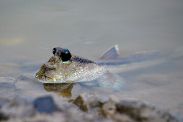 Mudskipper fish in the sea Mangrove area