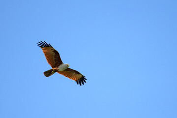 Red-tailed hawk flying in the sky. Blue.