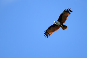 Red-tailed hawk flying in the sky. Blue.