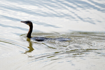 Cormorant swimming in the sea, mangrove forest