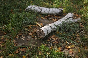 stump in the forest