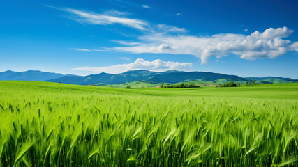 Fototapeta na wymiar Green wheat field and blue sky with white clouds. Landscape.