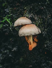 Fototapeta premium Closeup of mushrooms growing on a tree trunk