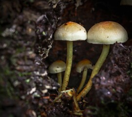 Closeup of mushrooms growing on a tree trunk