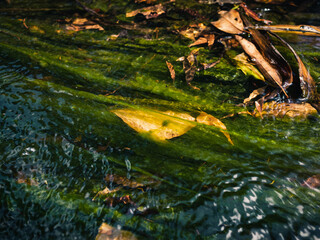 Algae in a stream of water