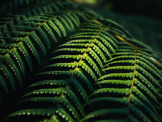 green fern leaf